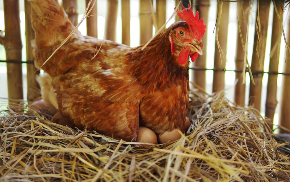 How Many Eggs Does a Chicken Lay a Day