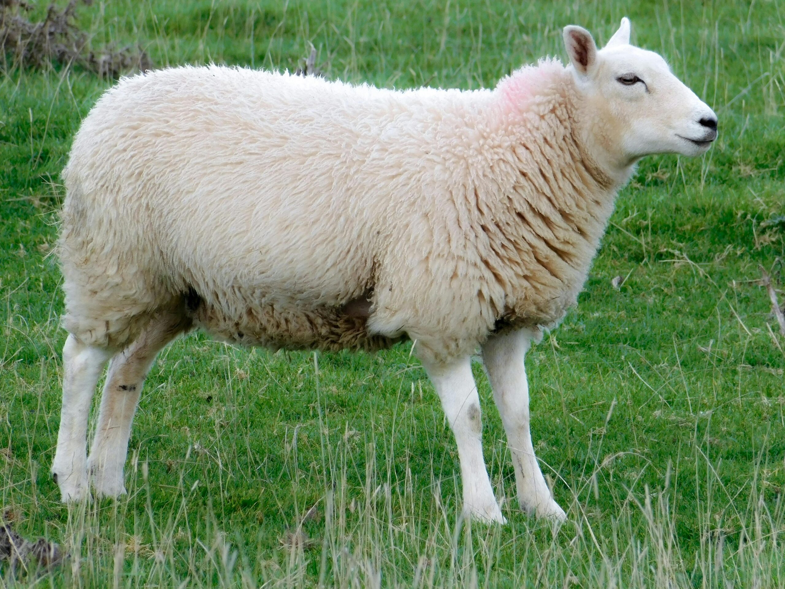 Sheep